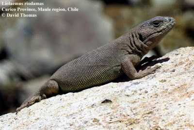 Lagartija de las termas (Liolaemus thermarum)