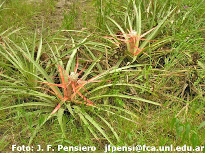 Chaguar (Bromelia serra)