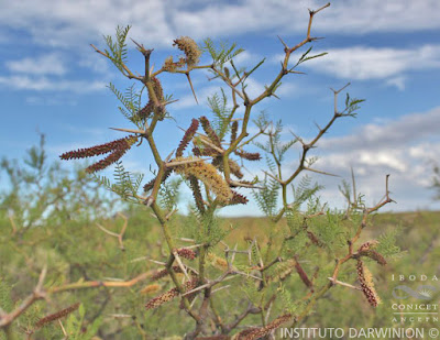 Algarrobillo (Prosopis campestris)