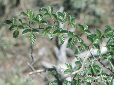Lenga Nothofagus pumilio