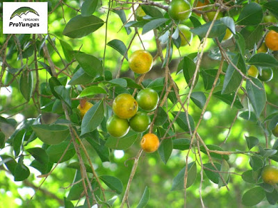Pata (Agonandra excelsa)