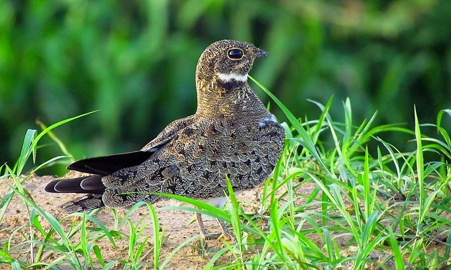 Ñacundá, Chordeiles nacunda