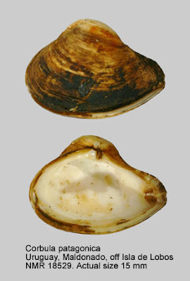 Corbula patagonica