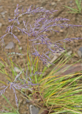Pasto tembladera (Festuca hieronymi)