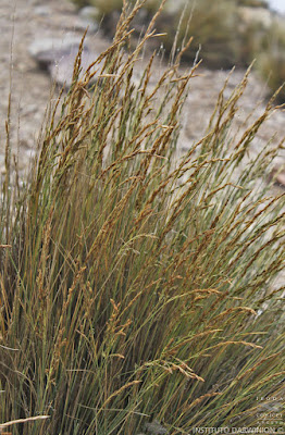 Festuca ortophylla