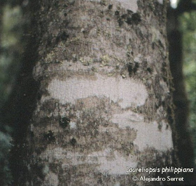 Laureliopsis philippiana
