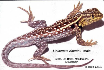 Lagartija listas amarillas beatigul american lizards