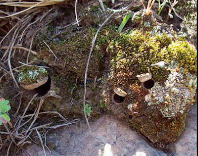 Calathotarsus simoni