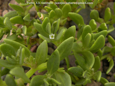 Sclerophylax adnatifolia