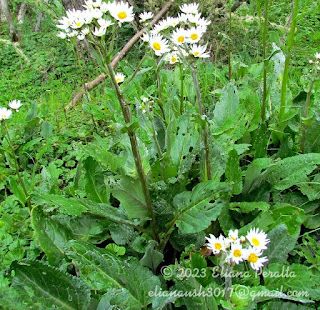 flora de la isla de los estados