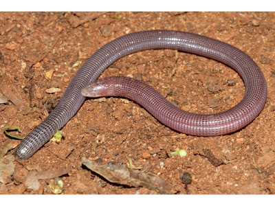 Amphisbaena darwini