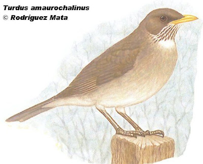 Creamy bellied Thrush