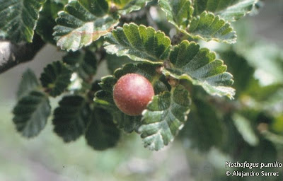 Lenga Nothofagus pumilio