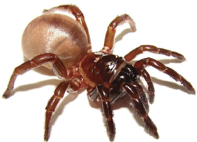 Calathotarsus simoni