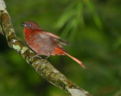 Red crowned Ant tanager