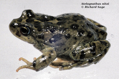 Challhuaco Frog Ranita del Challhuaco Atelognathus nitoi