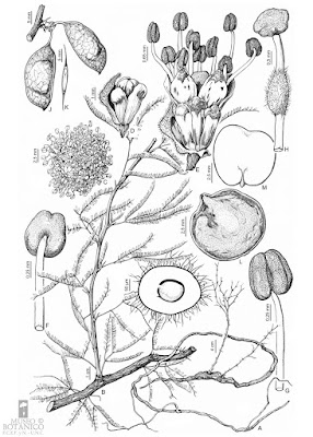 Mimozyganthus carinatus