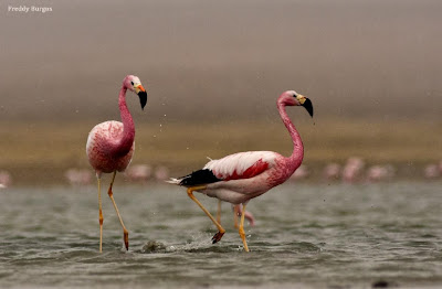 Andean Flamingo