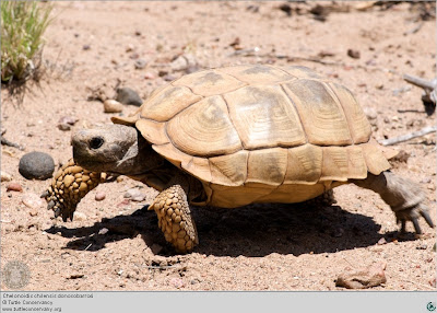 Tortuga terrestre comun Chaco tortoise