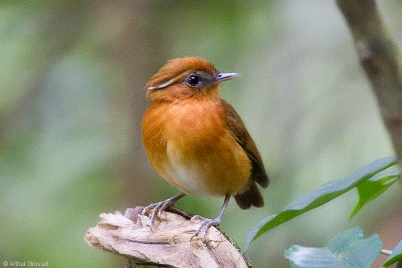 Rufous Gnateater