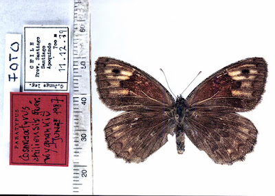 mariposas de la patagonia