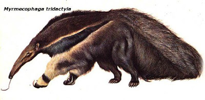 Oso hormiguero Yurumi Myrmecophaga tridactila