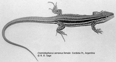 Lagartija serrana cordobesa (Contomastix serrana)