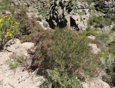 Chilca (Acanthostyles buniifolius)