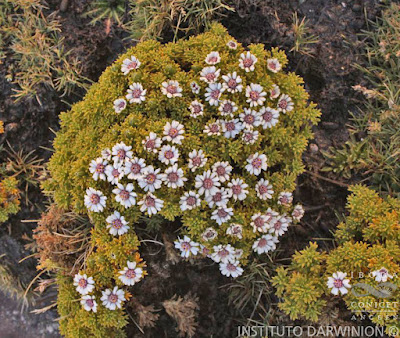 Xenophyllum pseudodigitatum