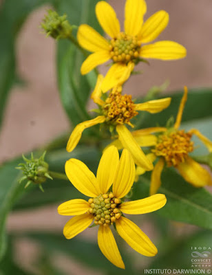 chilca amarilla flores