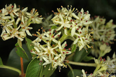 tronco de Palo blanco (Calycophyllum multiflorum)
