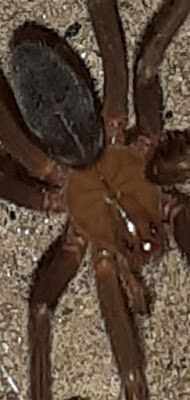 Araña de los rincones (Loxosceles laeta)