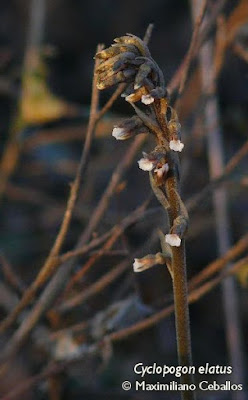 zarzaparrilla de hoja