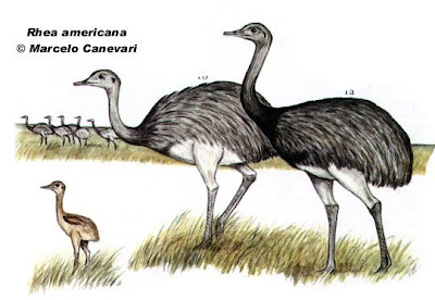 Aves no voladoras de Argentina Ñandú Rhea americana