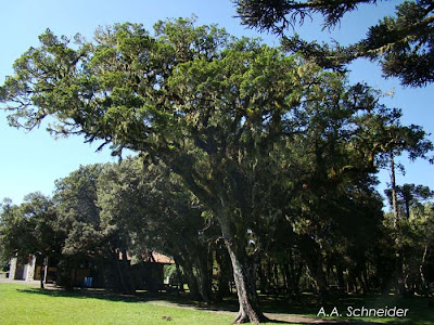 Pino bravo Podocarpus lambertii