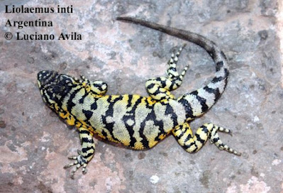 Liolaemus inti