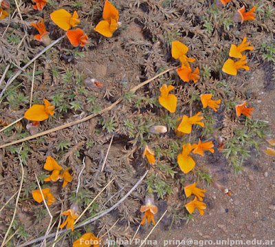 flora de los altos andes