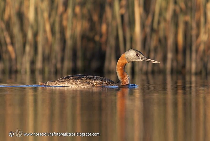 Great Grebe