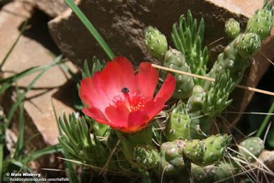 flores de Austrocylindropuntia verschaffeltii