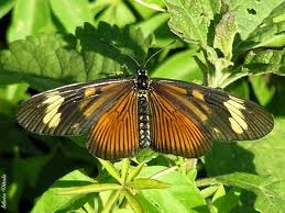 Mariposa perezosa de otoño Actinote pyrrha