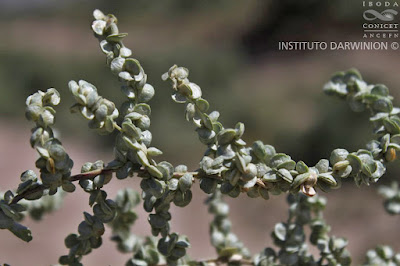 Atriplex cordobensis