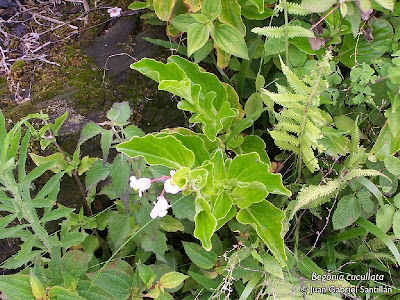 Flor de nácar Begonia cucullata