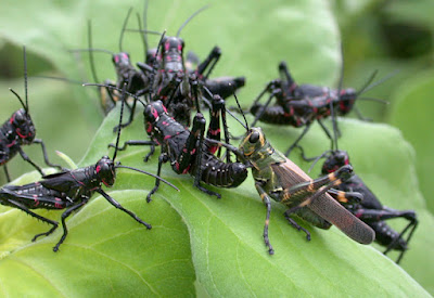Tucura rayada (Chromacris speciosa)
