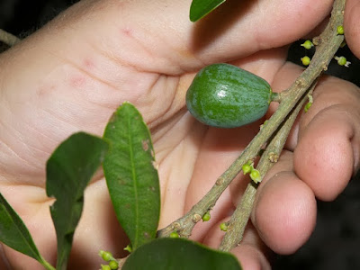 árboles del delta