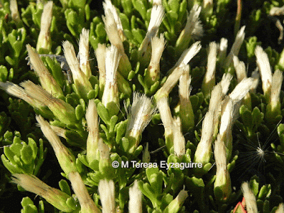 flora de las malvinas