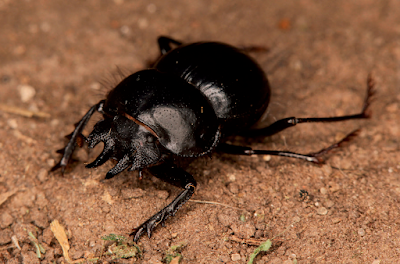 Escarabajo estercolero (Anomiopsoides heteroclyta)