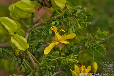 monte negro Bulnesia schickendantzii
