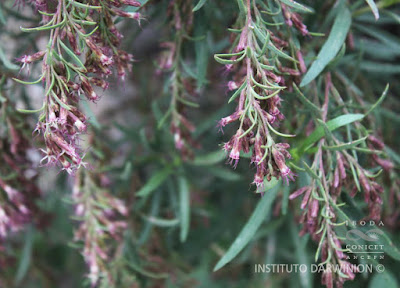 flores de chilca