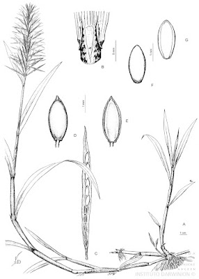 Gramilla de agua (Paspalum repens)