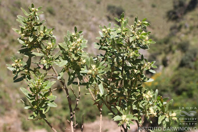 Chilca mata ojo (Baccharis dracunculifolia)